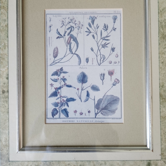 3 vintage Botanical framed prints - Picture 6 of 12